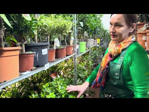 Видео: Обзор растений в Санкт-Петербурге 1.