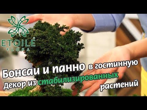 Видео: Панно из мха и бонсай для гостинной