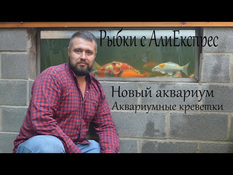 Видео: Рыбки с Алиекспресс выросли. Новый аквариум, креветки в аквариум