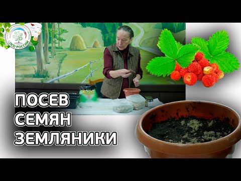 Видео: Как сеять землянику. Посев семян земляники на рассаду.