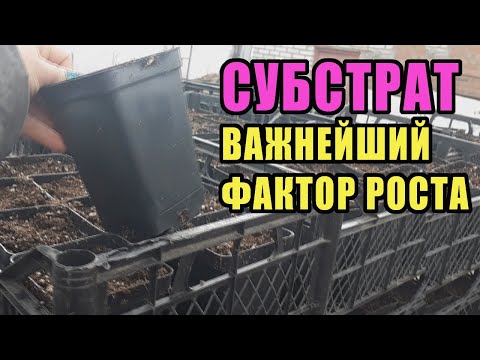 Видео: Как приготовить субстрат для саженцев ежевики и малины