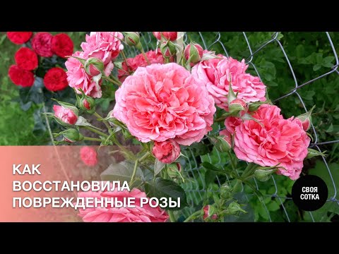 Видео: Восстановление и новинки роз, демонстрация цветения 55 сортов