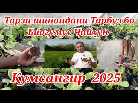 Видео: Тарзи шинондани Тарбуз бо Биогумуси Ҷайҳун 2025 с