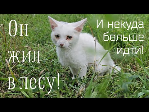 Видео: 💔Котёнок полз на дорогу к людям просить еду/он жил в лесу и некуда больше идти/help save the kitten