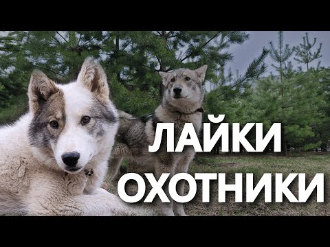Видео: МОИ ЛАЙКИ. РАССКАЗ О СОБАКАХ. Закрыли сезон охотой на кабана