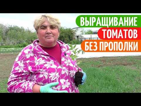 Видео: Высадка ТОМАТОВ С ГОРЧИЦЕЙ. Садим-сеем.