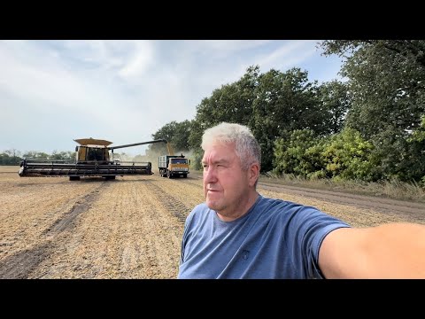 Видео: Результат‼️сої по оранці😱шок і розчарування‼️🛠🚜💙💛