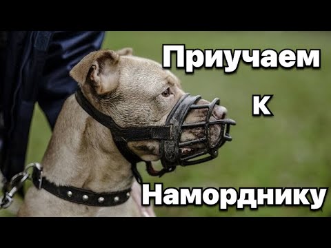 Видео: Как приучить собаку к наморднику