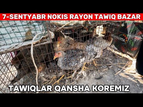 Видео: 7-СЕНТЯБРЬ НОКИС РАЙОН ТАУЫК БАЗАР БАХАЛАРЫ ТУЙЕ ТАУЫК МАКЕН КОРАЗ УЙРЕК ГАЗ БАХАЛАРЫ