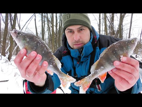 Видео: Окунь Дурів від Цього Чортика. Зимова Ловля 2025