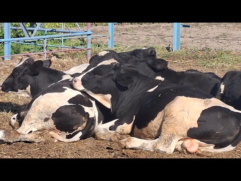 Видео: Как выросли быки за месяц????