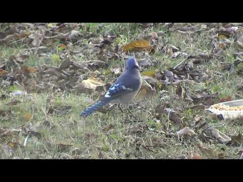 Видео: У доктора редкая гостья