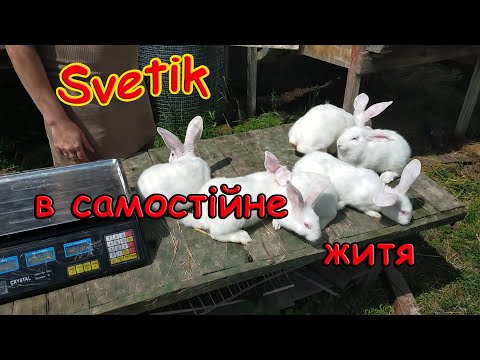 Видео: КРОЛИКИ//КОЛИ ВІДСАДЖУВАТИ КРОЛЕНЯТ ВІД КРОЛИЦІ//розведення