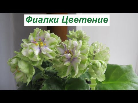 Видео: Зацветают Фиалки На Окне💖 Весеннее Цветение!