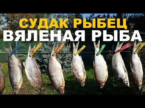 Видео: ВЯЛЕНАЯ РЫБА РЫБЕЦ, СУДАК РЕЦЕПТ ПРИГОТОВЛЕНИЯ СЮФ