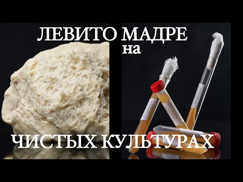 Видео: Левито Мадре на ЧК Сольфеджио 7 0