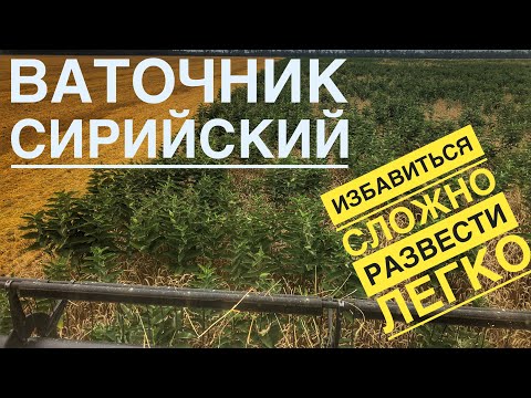 Видео: Сложный сорняк на поле, ваточник СИРИЙСКИЙ