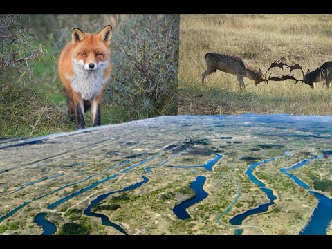 Видео: Амстердамсе Ватерлейдингдунен (Amsterdamse Waterleidingduinen)
