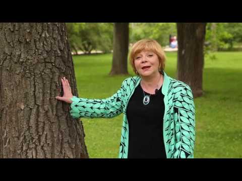 Видео: Настоящее прошлое. Парк Дубки 300 лет. Часть 2