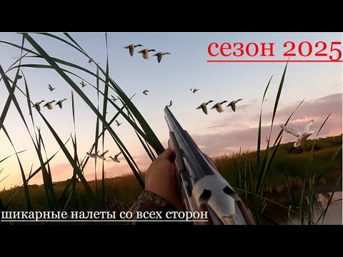 Видео: охота на утку 2025 . Это болото кипит от кряквы