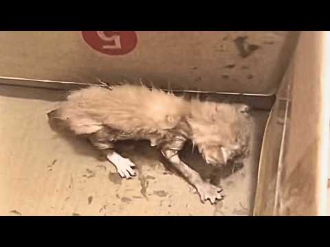 Видео: Нашёл новорождённого котёнка на свалке,принёс домой и кормил молоком каждые 3 часа, пока он не вырос