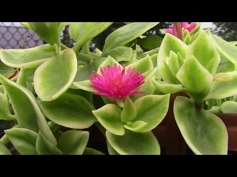 Видео: Зной и жару любит аптения