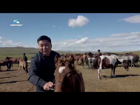 Видео: ᠌[ Малчин айлд ] нэвтрүүлэг #8 Булган аймгийн Могод сумын аймгийн алдарт уяач  Л.Гантөмөр