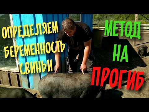 Видео: Определяем беременность свиньи. Метод на прогиб / Вьетнамские свиньи