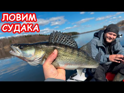 Видео: ПРИМАНКИ НА СУДАКА ВЕСНОЙ. РЫБАЛКА НА СПИННИНГ