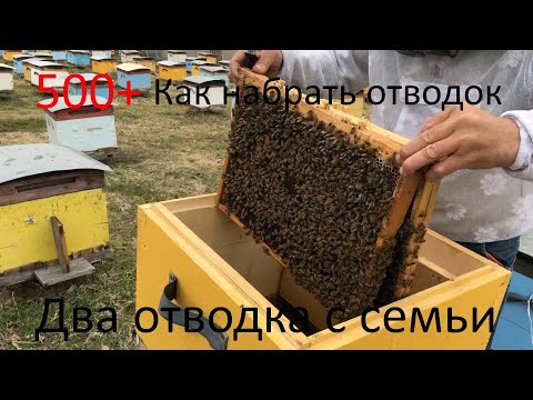 Видео: 500+ Как набрать отводок? 25.04 набираем два отводка с семьи.