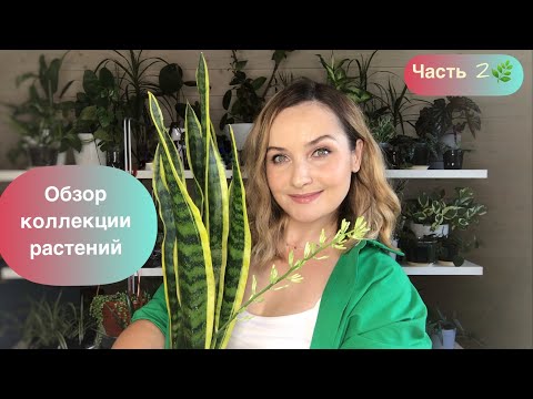 Видео: ЧАСТЬ 2: Обзор всех моих комнатных растений в доме 🌿☀️🏡 13.07.2022