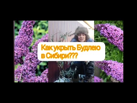 Видео: КАК СОХРАНИТЬ БУДЛЕЮ В ЗИМУ В СИБИРИ ???