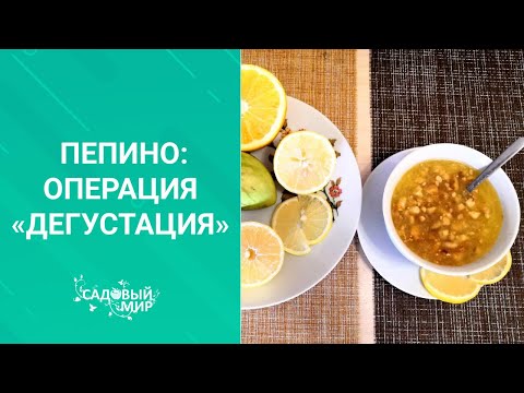 Видео: Попробуйте вырастить ПЕПИНО хотя бы раз. Дынная груша в условиях Средней полосы :  чудо-аромат