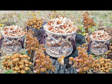 Видео: ЗНАЙШОВ ПОЛЯНУ ОПЕНЬКІВ та Трудові Біляки🍄‍🟫 Чарівність Осіннього Лісу Вражає ✨🌲