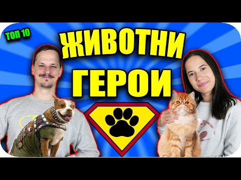 Видео: ТОП 10 ЖИВОТНИ ГЕРОИ