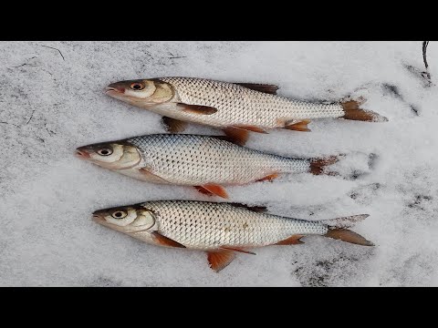 Видео: СУХИЙ ПОСОЛ з чорним перцем .везучій дід мороз