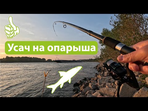 Видео: Огромный усач на опарыша. Ловил бычка, а поймал усача. Рыбалка на Рейне на донки. Видео с музыкой.