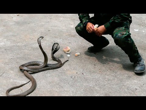 Видео: Редкий случай: как кобра спасла жизнь молодому солдату