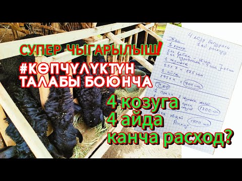 Видео: КОЗУ БАГУУГА КАНЧА РАСХОД КЕРЕКТЕЛЕТ? Ачык айкын, сиздер үчүн! #гиссар #ош #кыргызстан #uzbekistan