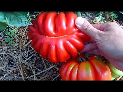Видео: СДЕЛАЙ ТАК И СОБИРАЙ ТОМАТЫ ТОННАМИ! ВЫРАЩИВАНИЕ ТОМАТОВ ОТ ВЫСАДКИ СЕМЕЧКИ ДО СБОРА УРОЖАЯ