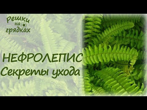 Видео: Папоротник комнатный Уход в домашних условиях Главный секрет пышной листвы