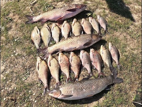 Видео: Волжские АМУРЫ и ЛЕЩИ