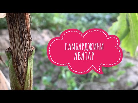 Видео: Результаты прививок винограда жузум кыйыштыруу резултаты