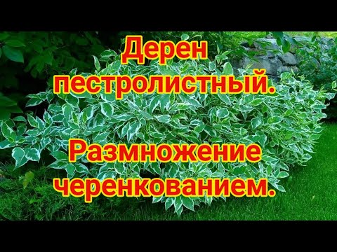 Видео: Дерен пестролистный  Размножение черенкованием