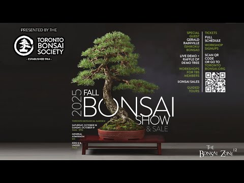 Видео: Осенняя выставка-продажа Общества бонсай Торонто, Зона бонсай, октябрь 2025 г.