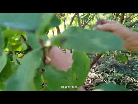 Видео: Жимолость. Обрезка Авроры и Бореал Биста.