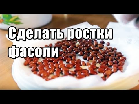 Видео: Как прорастить фасоль ростки фасоли дома - маш