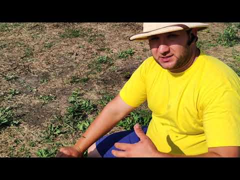 Видео: Как собираем гнезда на зиму в рутовских ульях....