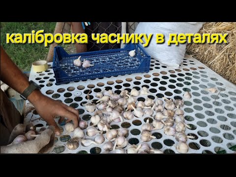 Видео: Все що треба знати про калібровку часнику @VadymMisko