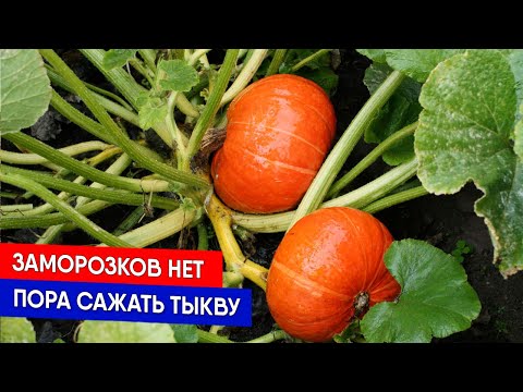 Видео: Заморозков нет - пора сажать тыкву